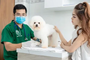 Khám bệnh chó mèo Thủ Dầu Một tại AT Pet Care