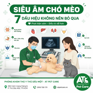 siêu âm chó mèo tại Phòng khám thú y Thủ Dầu Một AT Pet Care
