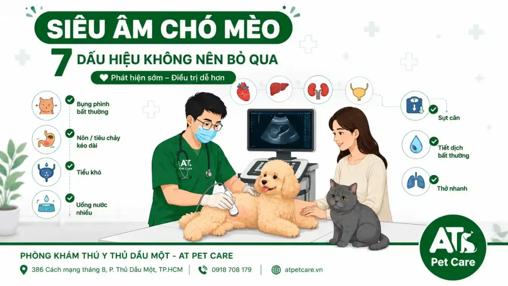 siêu âm chó mèo tại Phòng khám thú y Thủ Dầu Một AT Pet Care