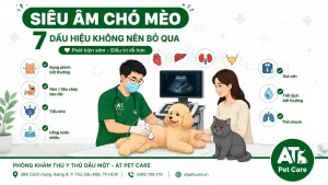 siêu âm chó mèo tại Phòng khám thú y Thủ Dầu Một AT Pet Care